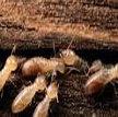 Termite